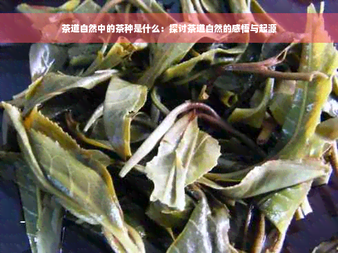 茶道自然中的茶种是什么：探讨茶道自然的感悟与起源