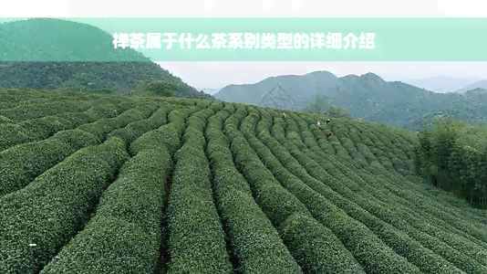 禅茶属于什么茶系别类型的详细介绍