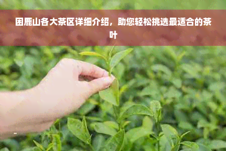 困鹿山各大茶区详细介绍，助您轻松挑选最适合的茶叶