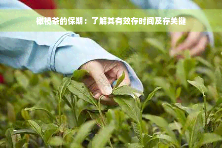 橄榄茶的保期：了解其有效存时间及存关键