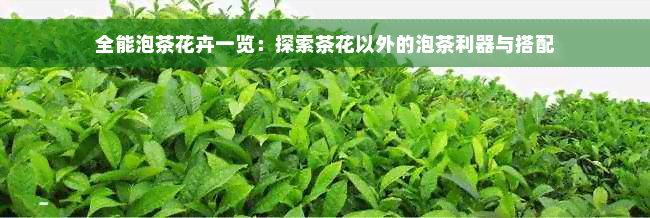 全能泡茶花卉一览：探索茶花以外的泡茶利器与搭配