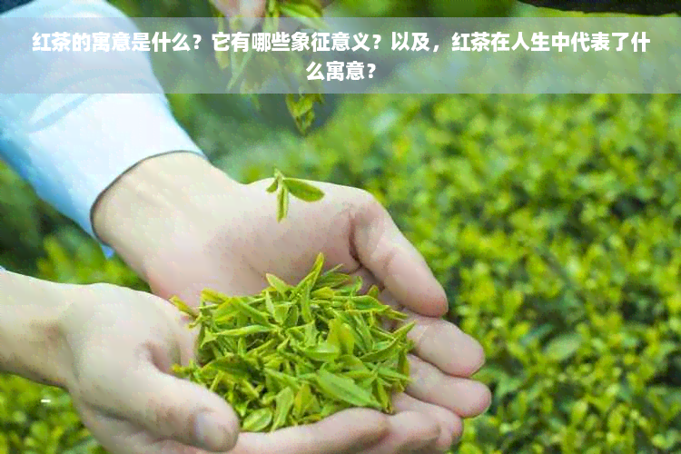 红茶的寓意是什么？它有哪些象征意义？以及，红茶在人生中代表了什么寓意？