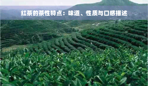 红茶的茶性特点：味道、性质与口感描述