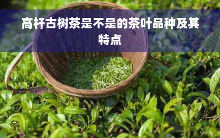 高杆古树茶是不是的茶叶品种及其特点