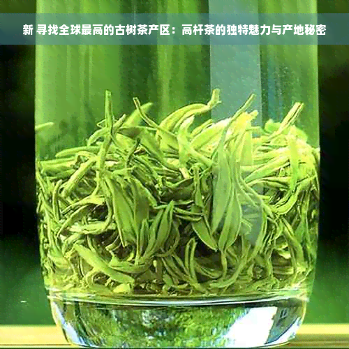 新 寻找全球更高的古树茶产区：高杆茶的独特魅力与产地秘密