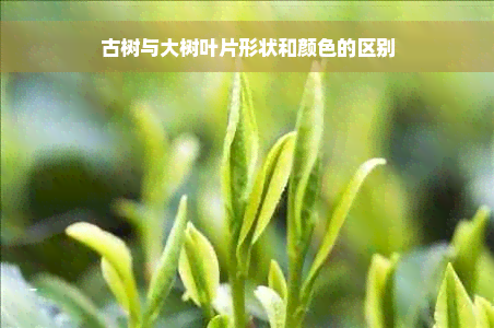 古树与大树叶片形状和颜色的区别