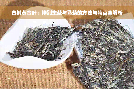 古树黄金叶：辨别生茶与熟茶的方法与特点全解析