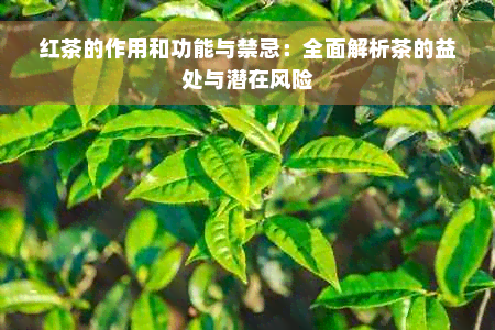 红茶的作用和功能与禁忌：全面解析茶的益处与潜在风险