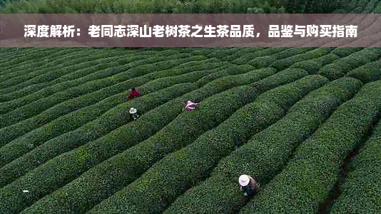 深度解析：老同志深山老树茶之生茶品质，品鉴与购买指南