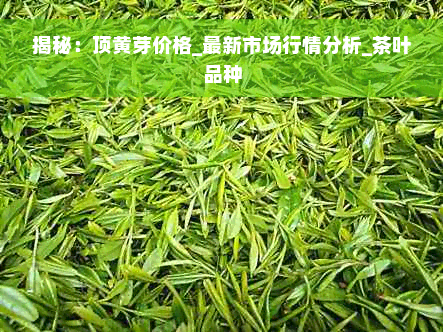 揭秘：顶黄芽价格_最新市场行情分析_茶叶品种