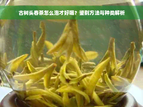 古树头春茶怎么泡才好喝？鉴别方法与种类解析