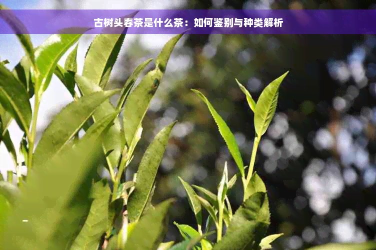 古树头春茶是什么茶：如何鉴别与种类解析