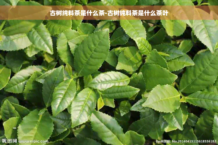 古树纯料茶是什么茶-古树纯料茶是什么茶叶