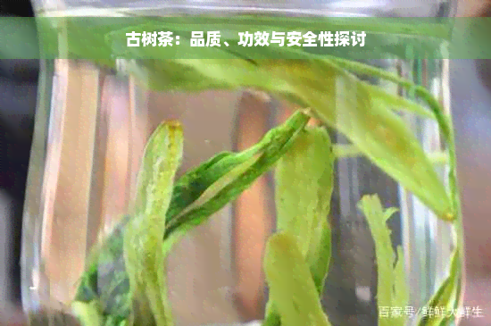 古树茶：品质、功效与安全性探讨