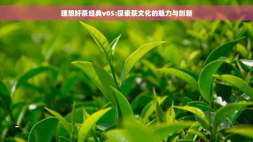 理想好茶经典v05:探索茶文化的魅力与创新