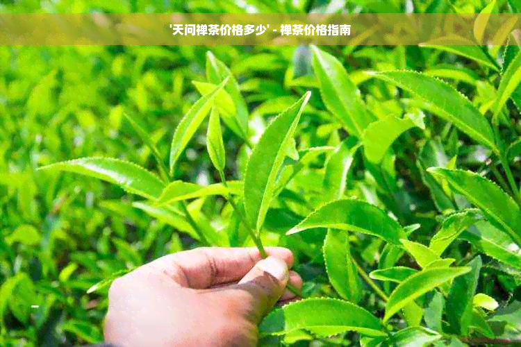 '天问禅茶价格多少' - 禅茶价格指南