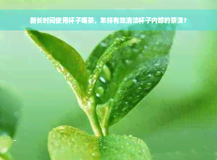 新长时间使用杯子喝茶，怎样有效清洁杯子内部的茶渍？