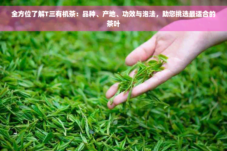 全方位了解T三有机茶：品种、产地、功效与泡法，助您挑选最适合的茶叶