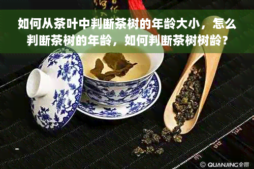 如何从茶叶中判断茶树的年龄大小，怎么判断茶树的年龄，如何判断茶树树龄？