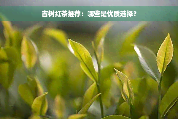 古树红茶推荐：哪些是优质选择？