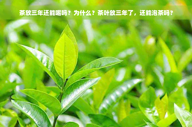 茶放三年还能喝吗？为什么？茶叶放三年了，还能泡茶吗？