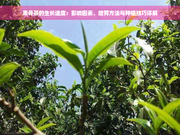 黑骨茶的生长速度：影响因素、培育方法与种植技巧详解