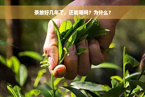 茶放好几年了，还能喝吗？为什么？