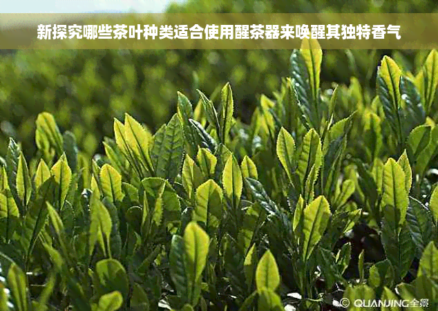 新探究哪些茶叶种类适合使用醒茶器来唤醒其独特香气