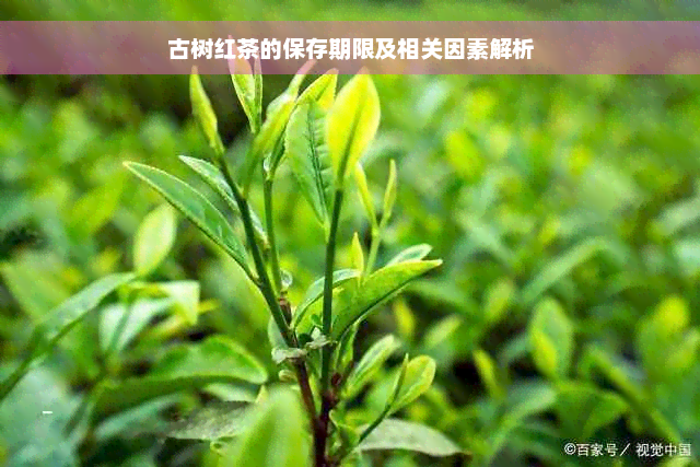 古树红茶的保存期限及相关因素解析