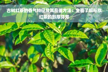 古树红茶的香气特征及其品鉴方法：全面了解与欣红茶的醇厚芬芳