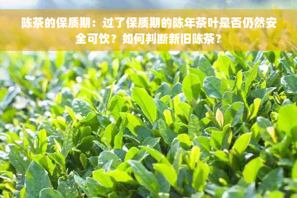 陈茶的保质期：过了保质期的陈年茶叶是否仍然安全可饮？如何判断新旧陈茶？