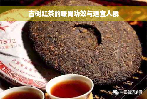 古树红茶的暖胃功效与适宜人群