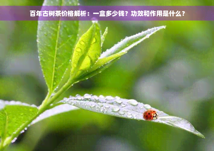 百年古树茶价格解析：一盒多少钱？功效和作用是什么？