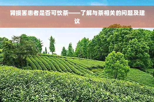 肾损害患者是否可饮茶——了解与茶相关的问题及建议