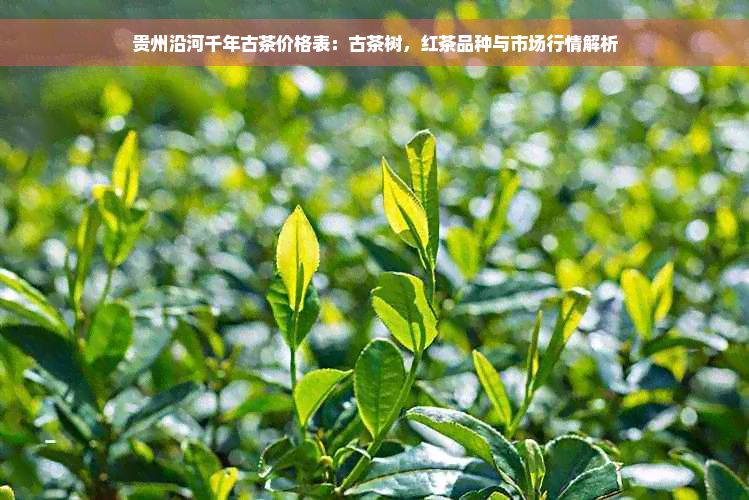 贵州沿河千年古茶价格表：古茶树，红茶品种与市场行情解析