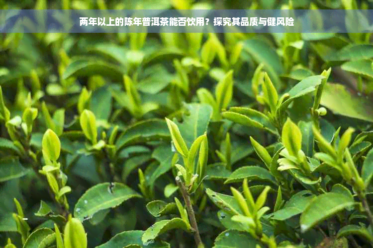 两年以上的陈年普洱茶能否饮用？探究其品质与健风险