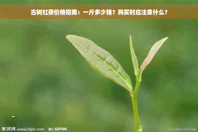 古树红茶价格指南：一斤多少钱？购买时应注意什么？