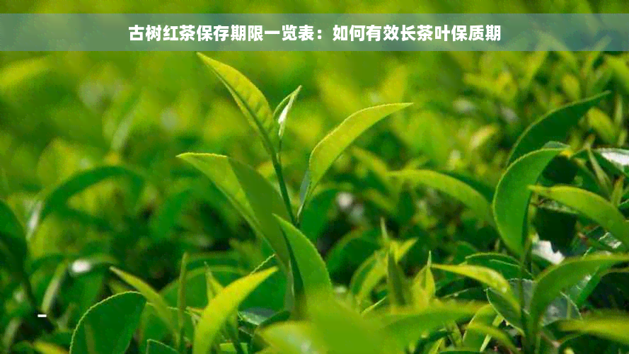 古树红茶保存期限一览表：如何有效长茶叶保质期