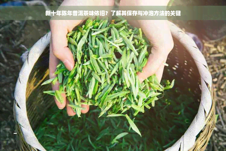 新十年陈年普洱茶味依旧？了解其保存与冲泡方法的关键