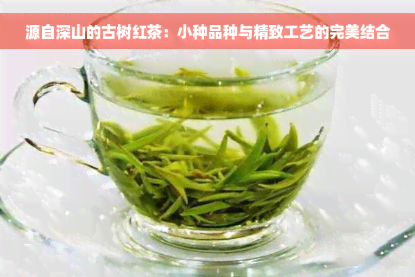 源自深山的古树红茶：小种品种与精致工艺的完美结合