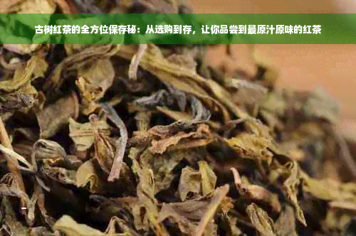 古树红茶的全方位保存秘：从选购到存，让你品尝到最原汁原味的红茶