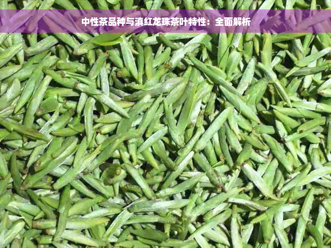 中性茶品种与滇红龙珠茶叶特性：全面解析