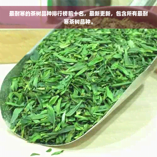 最耐寒的茶树品种排行榜前十名，最新更新，包含所有最耐寒茶树品种。