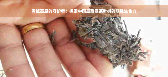 雪域高原的守护者：探索中国最耐寒茶叶树的顽强生命力