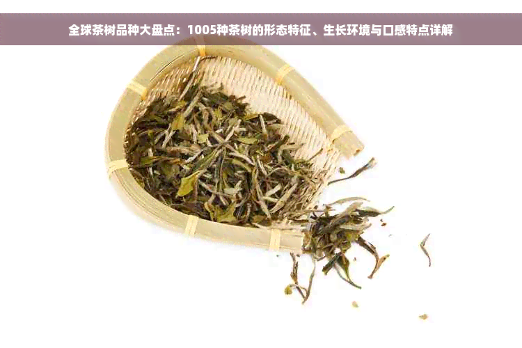 全球茶树品种大盘点：1005种茶树的形态特征、生长环境与口感特点详解