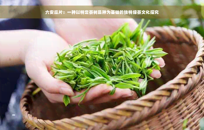 六安瓜片：一种以特定茶树品种为基础的独特绿茶文化探究