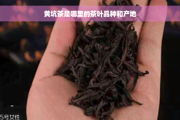 黄坑茶是哪里的茶叶品种和产地