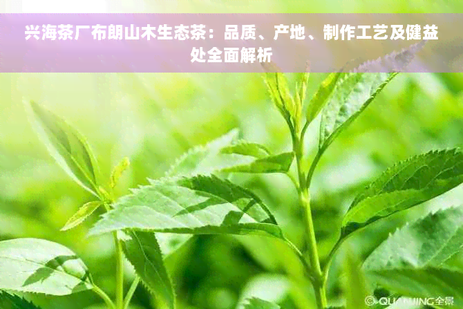 兴海茶厂布朗山木生态茶：品质、产地、制作工艺及健益处全面解析