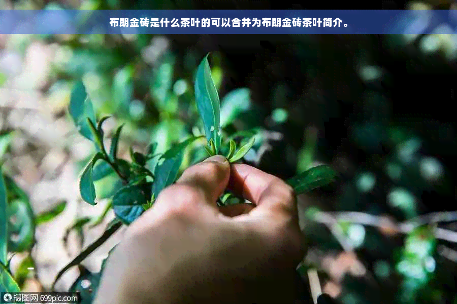 布朗金砖是什么茶叶的可以合并为布朗金砖茶叶简介。