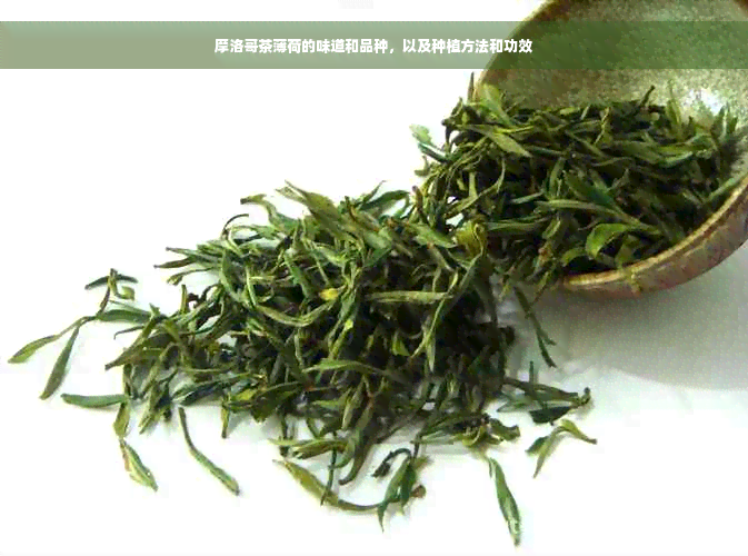 摩洛哥茶薄荷的味道和品种，以及种植方法和功效